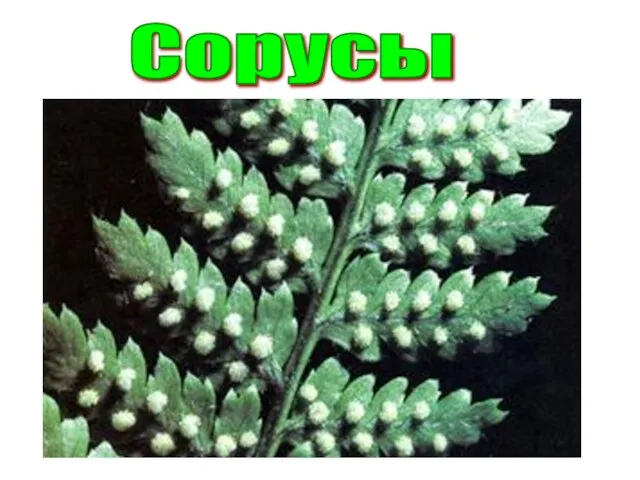 Сорусы