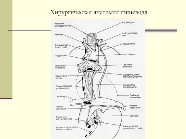 Хирургическая анатомия пищевода