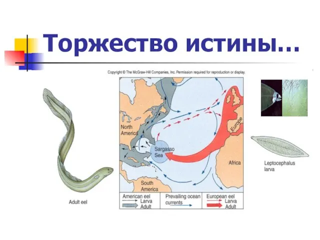 Торжество истины…