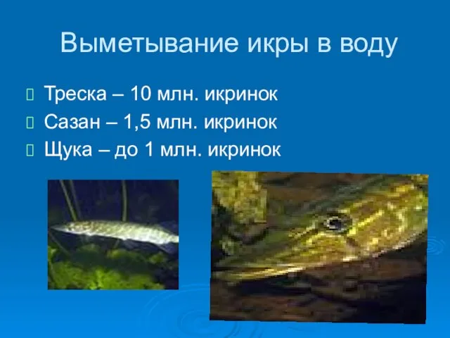 Выметывание икры в воду Треска – 10 млн. икринок Сазан –