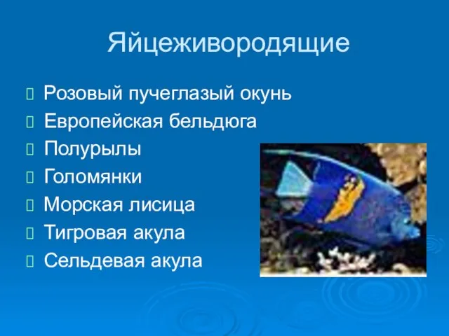 Яйцеживородящие Розовый пучеглазый окунь Европейская бельдюга Полурылы Голомянки Морская лисица Тигровая акула Сельдевая акула