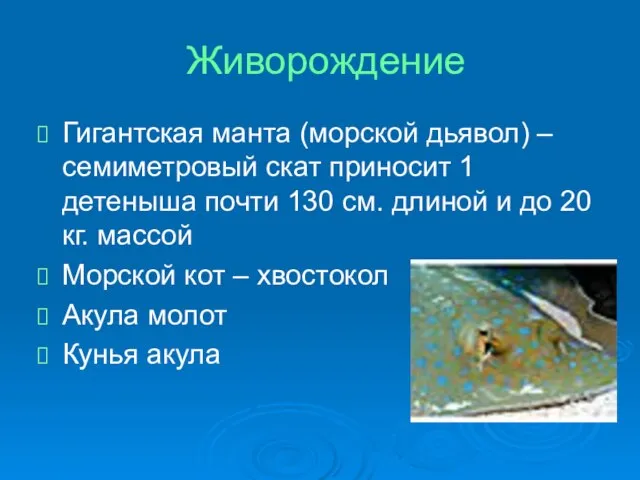 Живорождение Гигантская манта (морской дьявол) – семиметровый скат приносит 1 детеныша