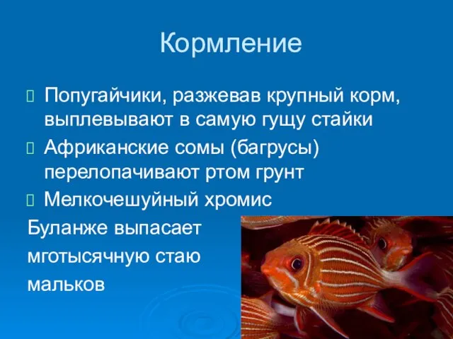 Кормление Попугайчики, разжевав крупный корм, выплевывают в самую гущу стайки Африканские