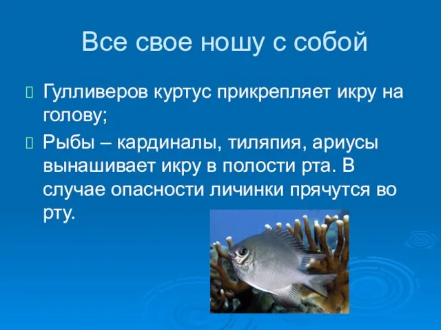 Все свое ношу с собой Гулливеров куртус прикрепляет икру на голову;