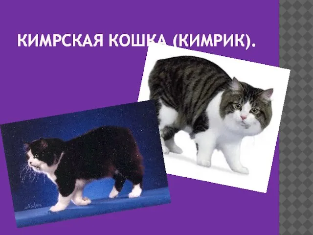 КИМРСКАЯ КОШКА (КИМРИК).