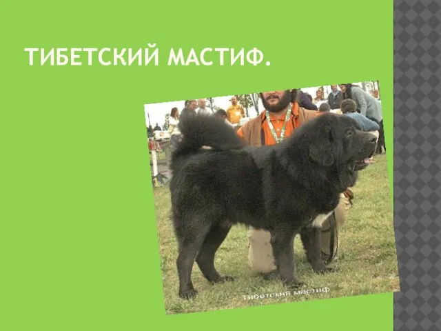 ТИБЕТСКИЙ МАСТИФ.