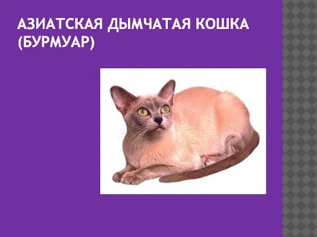 АЗИАТСКАЯ ДЫМЧАТАЯ КОШКА (БУРМУАР)