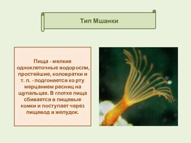 Тип Мшанки Пища - мелкие одноклеточные водоросли, простейшие, коловратки и т.