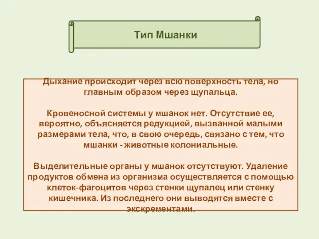 Тип Мшанки Дыхание происходит через всю поверхность тела, но главным образом