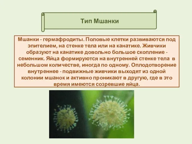 Тип Мшанки Мшанки - гермафродиты. Половые клетки развиваются под эпителием, на