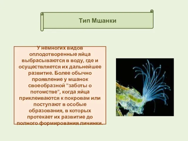 Тип Мшанки У немногих видов оплодотворенные яйца выбрасываются в воду, где