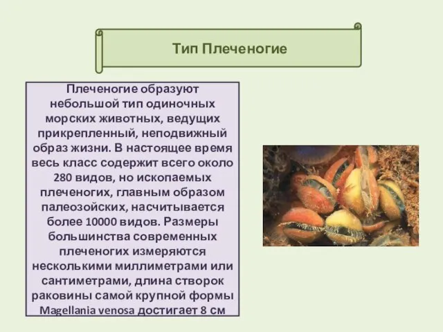 Тип Плеченогие Плеченогие образуют небольшой тип одиночных морских животных, ведущих прикрепленный,