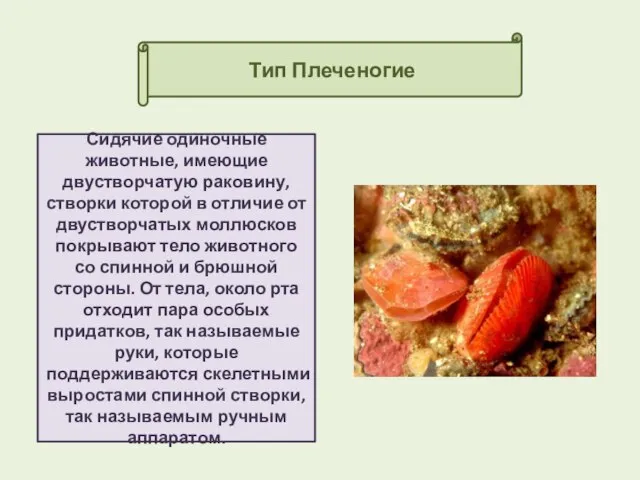 Тип Плеченогие Сидячие одиночные животные, имеющие двустворчатую раковину, створки которой в