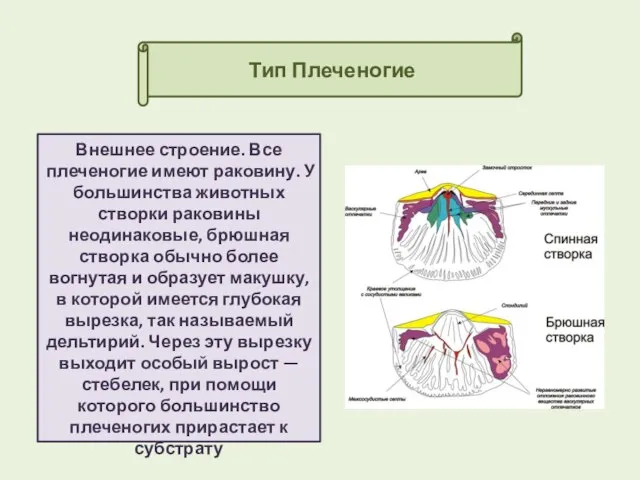 Тип Плеченогие Внешнее строение. Все плеченогие имеют раковину. У большинства животных