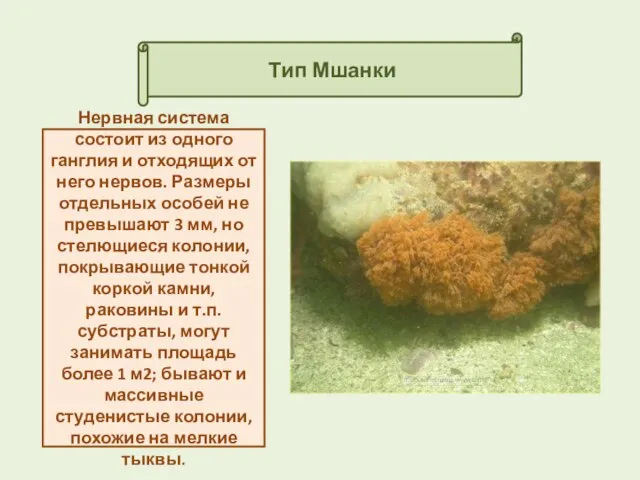 Тип Мшанки Нервная система состоит из одного ганглия и отходящих от