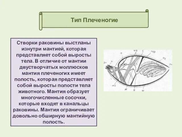 Тип Плеченогие Створки раковины выстланы изнутри мантией, которая представляет собой выросты