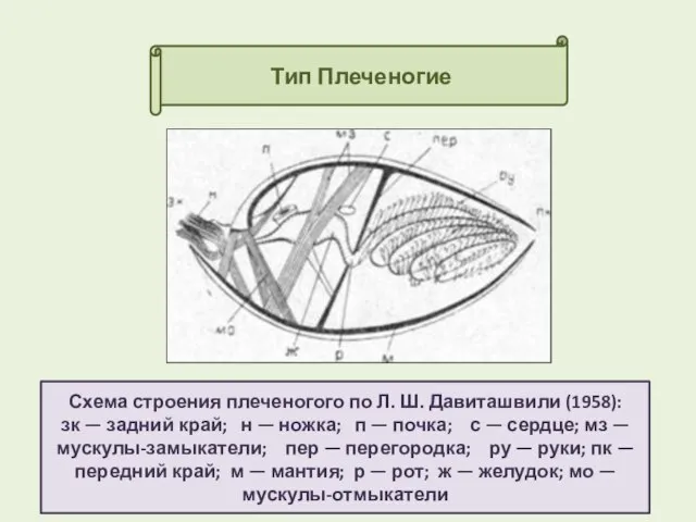 Тип Плеченогие Схема строения плеченогого по Л. Ш. Давиташвили (1958): зк