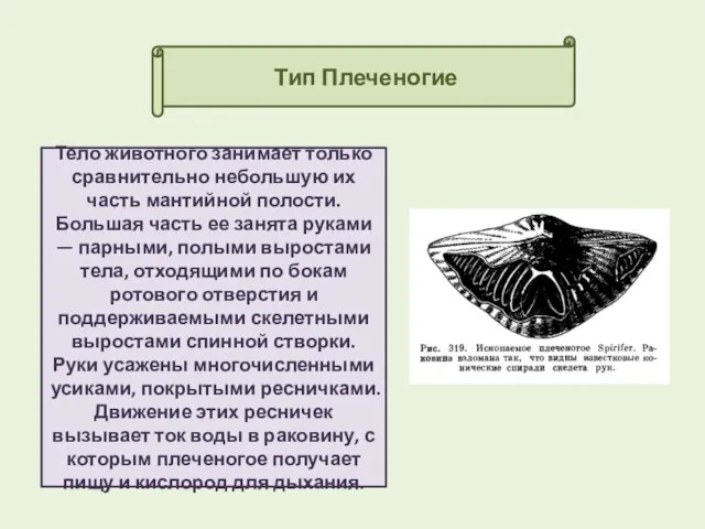 Тип Плеченогие Тело животного занимает только сравнительно небольшую их часть мантийной