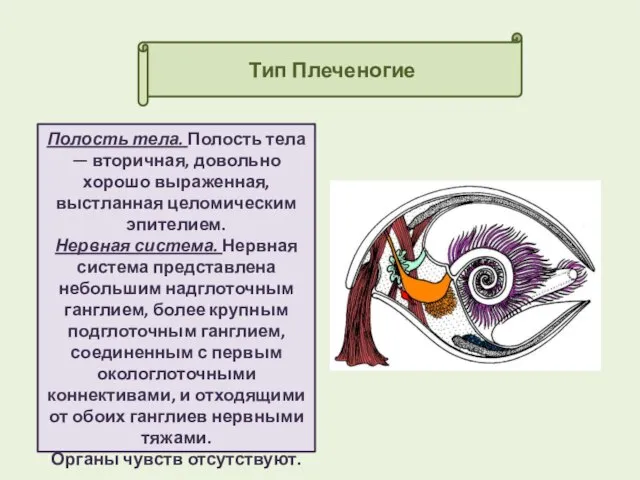 Тип Плеченогие Полость тела. Полость тела — вторичная, довольно хорошо выраженная,