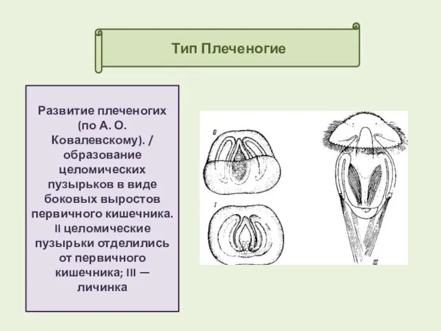 Тип Плеченогие Развитие плеченогих (по А. О. Ковалевскому). / образование целомических