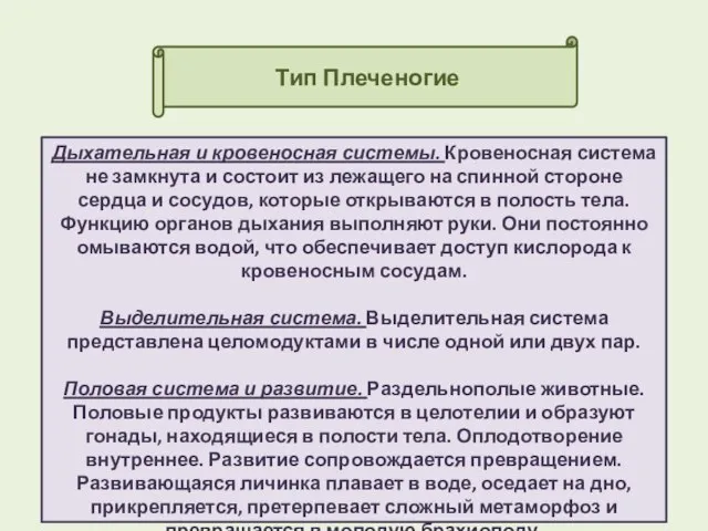 Тип Плеченогие Дыхательная и кровеносная системы. Кровеносная система не замкнута и