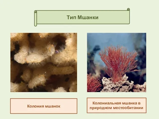 Тип Мшанки Колониальная мшанка в природном местообитании Колония мшанок