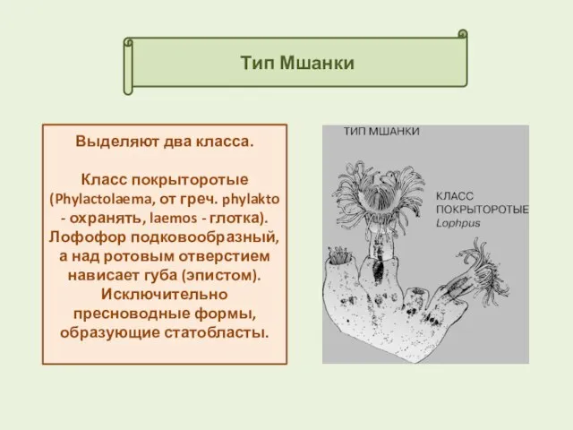 Тип Мшанки Выделяют два класса. Класс покрыторотые (Phylactolaema, от греч. phylakto