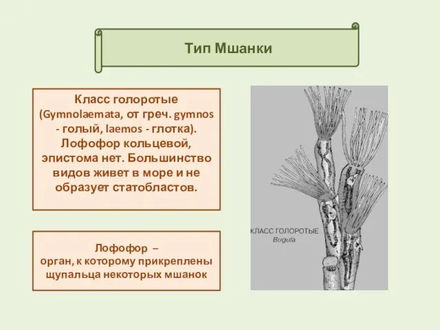 Тип Мшанки Класс голоротые (Gymnolaemata, от греч. gymnos - голый, laemos