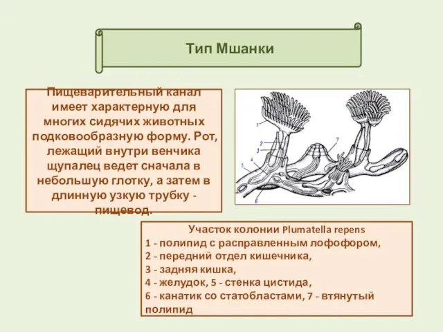 Тип Мшанки Пищеварительный канал имеет характерную для многих сидячих животных подковообразную