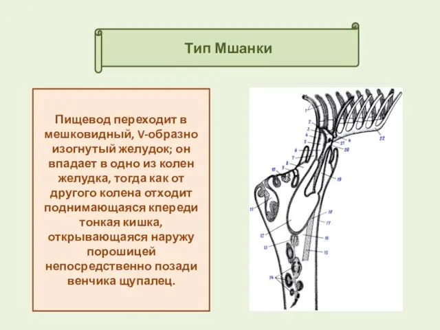 Тип Мшанки Пищевод переходит в мешковидный, V-образно изогнутый желудок; он впадает
