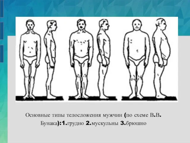 Основные типы телосложения мужчин (по схеме В.В.Бунака):1.грудно 2.мускульны 3.брюшно