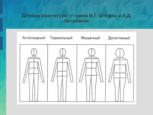 Детская конституия — схема В.Г. Штефко и А.Д. Островски