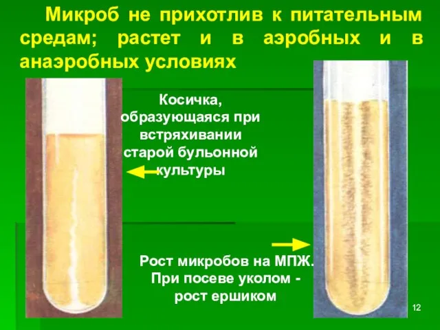 Микроб не прихотлив к питательным средам; растет и в аэробных и