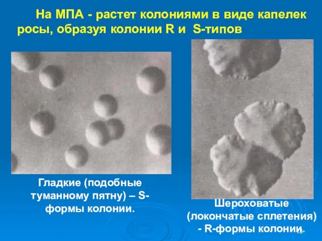 На МПА - растет колониями в виде капелек росы, образуя колонии