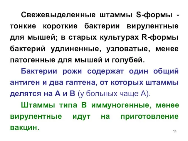 Свежевыделенные штаммы S-формы - тонкие короткие бактерии вирулентные для мышей; в