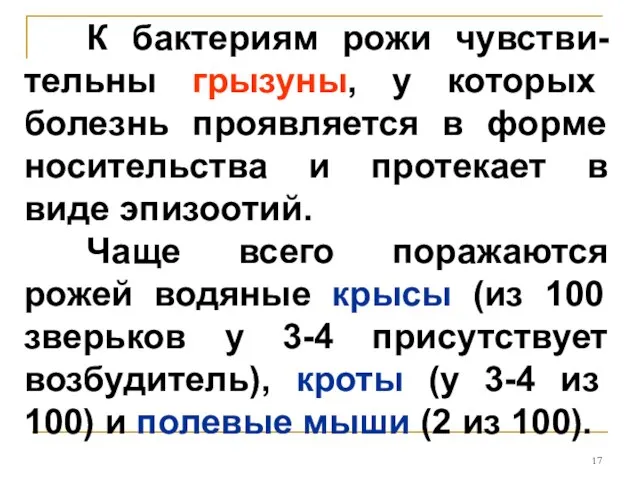 К бактериям рожи чувстви-тельны грызуны, у которых болезнь проявляется в форме