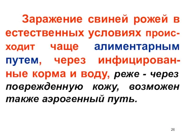 Заражение свиней рожей в естественных условиях проис-ходит чаще алиментарным путем, через