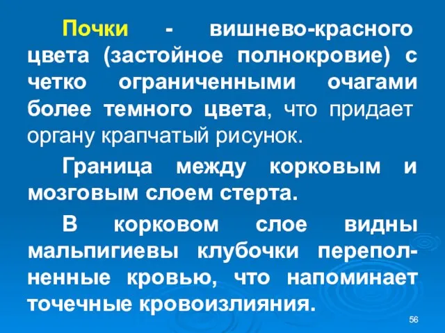 Почки - вишнево-красного цвета (застойное полнокровие) с четко ограниченными очагами более