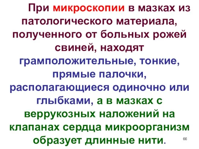 При микроскопии в мазках из патологического материала, полученного от больных рожей