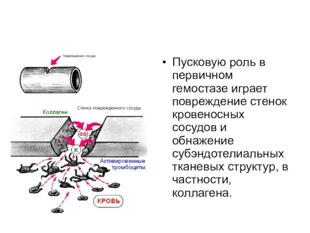 Пусковую роль в первичном гемостазе играет повреждение стенок кровеносных сосудов и