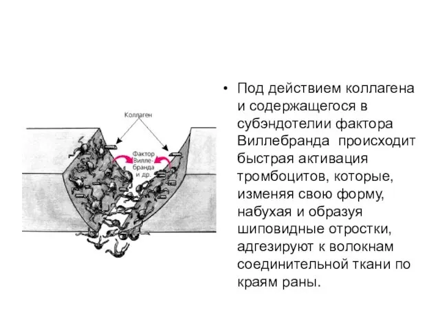 Под действием коллагена и содержащегося в субэндотелии фактора Виллебранда происходит быстрая