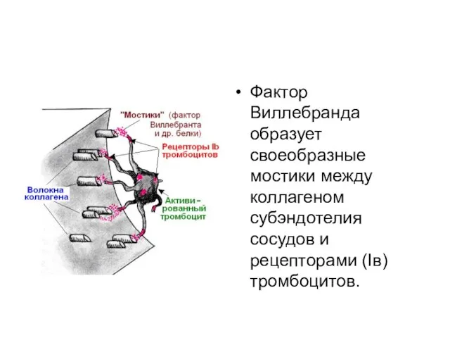 Фактор Виллебранда образует своеобразные мостики между коллагеном субэндотелия сосудов и рецепторами (Iв) тромбоцитов.