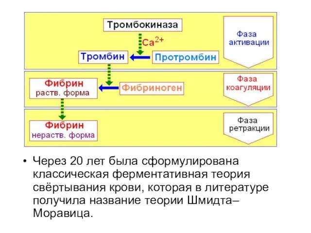 Через 20 лет была сформулирована классическая ферментативная теория свёртывания крови, которая