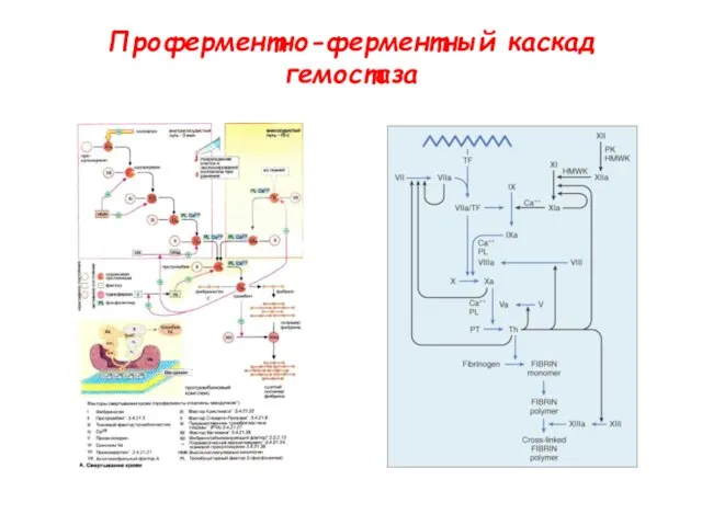 Проферментно-ферментный каскад гемостаза