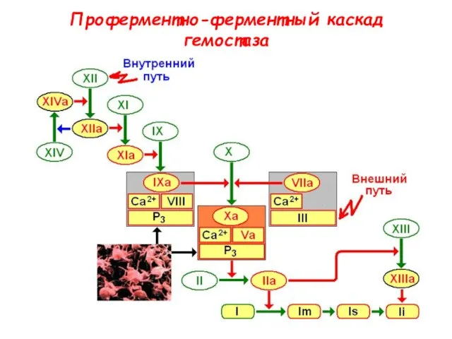 Проферментно-ферментный каскад гемостаза