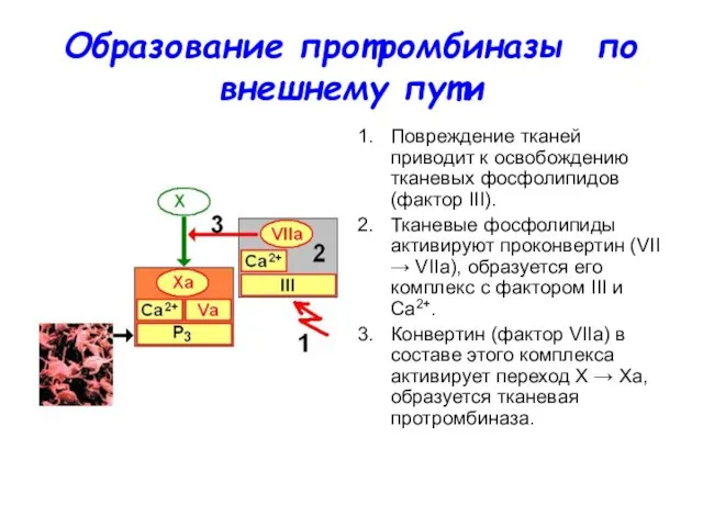 Образование протромбиназы по внешнему пути Повреждение тканей приводит к освобождению тканевых