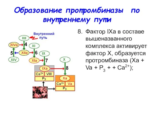 Образование протромбиназы по внутреннему пути Фактор IХа в составе вышеназванного комплекса