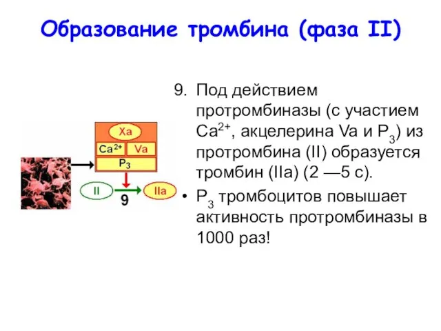 Образование тромбина (фаза II) Под действием протромбиназы (с участием Са2+, акцелерина