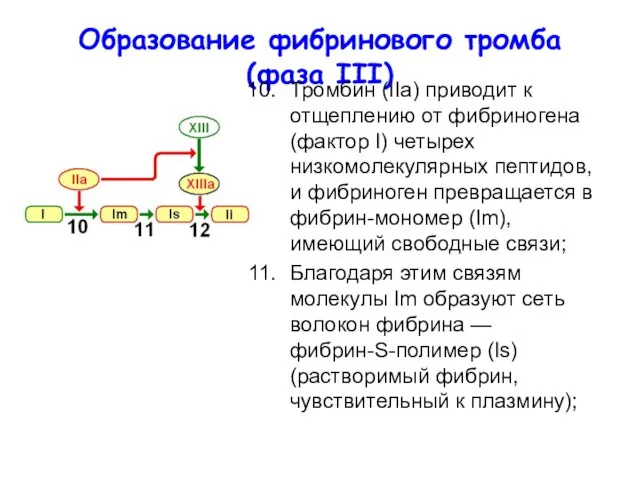 Образование фибринового тромба (фаза III) Тромбин (IIa) приводит к отщеплению от