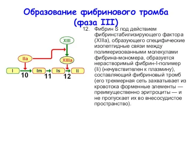 Образование фибринового тромба (фаза III) Фибрин S под действием фибринстабилизирующего фактора